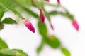 Christmas cactus bud