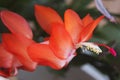 Christmas Cactus Closeup Schlumbergera bridgesii Royalty Free Stock Photo