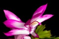 Christmas Cactus Flower