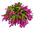 Christmas cactus plant Royalty Free Stock Photo