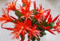 Christmas Cactus - Red