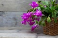 Christmas Cactus (schlumbergera) in pink on wooden background Royalty Free Stock Photo