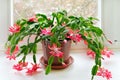 Christmas cactus (Schlumbergera) Royalty Free Stock Photo