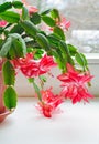 Christmas cactus Schlumbergera Royalty Free Stock Photo