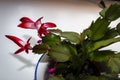 Christmas cactus Schlumbergera with red flowers against a white background Royalty Free Stock Photo