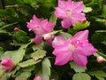Christmas Cactus or Schlumbergera truncata flower in spring Royalty Free Stock Photo