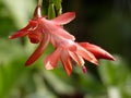 Christmas Cactus or Schlumbergera truncata flower in spring Royalty Free Stock Photo