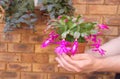 Christmas cactus - Shlumbergera in the hands Royalty Free Stock Photo