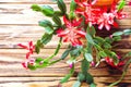 Christmas cactus Thanksgiving cactus crab holiday cactus Schlumbergera Truncata zygocactus delicate flower pot wooden background U Royalty Free Stock Photo