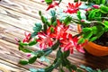 Christmas cactus Thanksgiving cactus crab holiday cactus Schlumbergera Truncata zygocactus delicate flower pot wooden background U