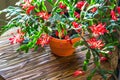 Christmas cactus Thanksgiving cactus crab holiday cactus Schlumbergera Truncata zygocactus delicate flower pot wooden background U Royalty Free Stock Photo