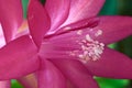 Christmas cactus or Thanksgiving cactus Schlumbergera Truncata. Close up of pink blooming flower showing petals, pistil and