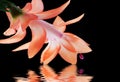 Christmas cactus with water reflection Royalty Free Stock Photo