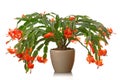 Christmas cactus Royalty Free Stock Photo