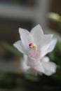 Christmas cactus white blooms 6215 Royalty Free Stock Photo
