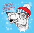 Christmas card with camel in winter hat. Merry Christmas lettering design. Vector illustration