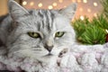 Christmas card with a cat. Close-up of the muzzle of a striped British cat lying against the background of lights. Pet. Happy New