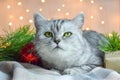 Christmas card with a cat. Striped British cat lying on the background of bokeh. Holiday background. Happy New Year