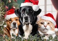 Christmas Card, A Christmas Arrangement With Cute And Friendly Cats And Dogs On A Christmas Background