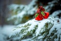 Christmas card. Christmas bells on a snow-covered branch of a juniper. Selective focus Royalty Free Stock Photo