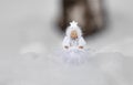 Christmas card with copy space: angel in snow Royalty Free Stock Photo