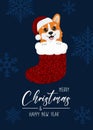 Christmas card with Christmas corgi in sock. Greeting text Merry Christmas and Happy New Year. Royalty Free Stock Photo