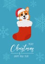 Christmas card with Christmas corgi in sock. Greeting text Merry Christmas and Happy New Year. Royalty Free Stock Photo