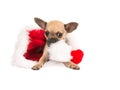 Christmas card with cute chihuahua puppy dog chewing on santa's hat