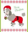 Sweet poodle dog with Santa's Claus Costume Royalty Free Stock Photo