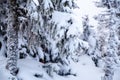 Christmas card with frozen branches of fir trees in cold winter in snowy forest Royalty Free Stock Photo