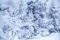 Christmas card with frozen branches of fir trees in cold winter in snowy forest Royalty Free Stock Photo