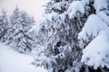 Christmas card with frozen branches of fir trees in cold winter in snowy forest Royalty Free Stock Photo