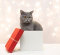 Christmas card with gray cute cats sitting in a gift box on bokeh lights background. British cat in a gift box Royalty Free Stock Photo