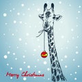 Christmas card giraffe with xmas ball hanging from his mouth