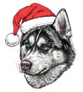 Christmas card with Husky portrait in red Santa`s hat. Vector illustration Royalty Free Stock Photo