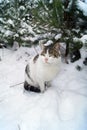 Christmas card- lovely cat poses for a photo against the background of the forest