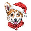 Christmas card with Puppy Pembroke Welsh corgi portrait in red Santa`s hat and scarf. Vector illustration Royalty Free Stock Photo