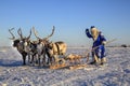 Christmas card. Santa Claus are near his reindeers in harness. Russian Santa Claus Grandfather Frost Royalty Free Stock Photo