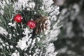 Christmas card with snowy fir and red berries Royalty Free Stock Photo