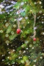 Christmas card with strawberries on a spruce branch. Royalty Free Stock Photo