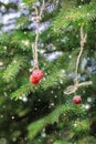 Christmas card with strawberries on a spruce branch. Snow.