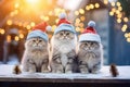 Christmas card three cute grey kittens in red hats.