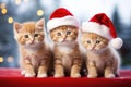 Christmas card three cute red kittens in hats on winter snowy porch. Royalty Free Stock Photo