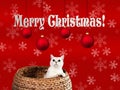 Christmas card with white cat and red background