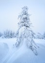 Snow spruce in a snowdrift