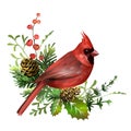 Christmas cardinal bird greeting card. Red cardinal sitting on pine branch with cones, misrletoe leaves and red berries