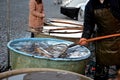 Christmas carp are transported from fish ponds to markets where people and children choose their fish, which they can have killed