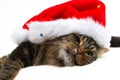 Christmas cat 2