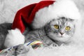 Christmas cat Royalty Free Stock Photo