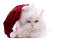 Christmas cat